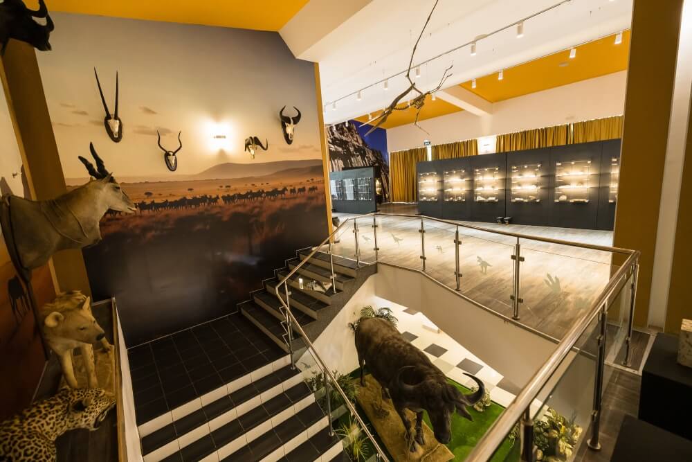 Forest Museum